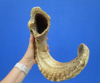 32 inches Huge African Ram Horn, Sheep Horn - Buy this one for $39.99