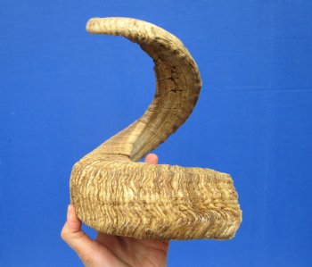 32 inches Huge African Ram Horn, Sheep Horn - Buy this one for $39.99