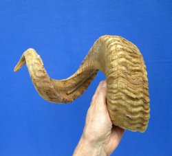 30 inches Huge African Ram Horn, Sheep Horn - Buy this one for $38.99