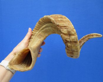 30 inches Huge African Ram Horn, Sheep Horn - Buy this one for $38.99