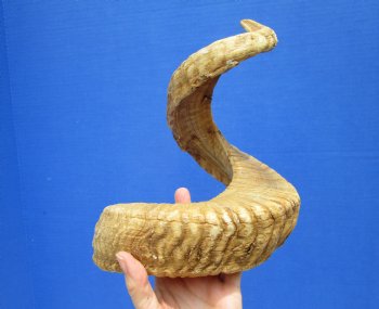 30 inches Huge African Ram Horn, Sheep Horn - Buy this one for $38.99