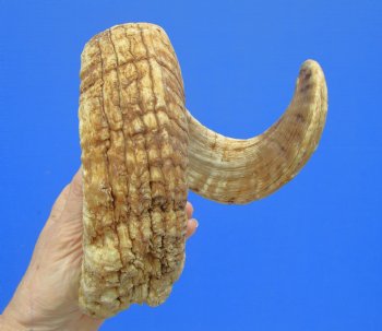 28-3/4 inches African Merino Ram, Sheep Horn for Sale - $34.99