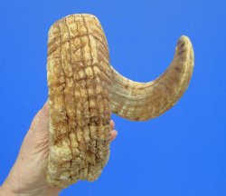 28-3/4 inches Afric...