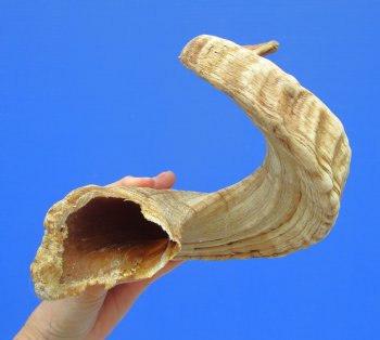 28-3/4 inches African Merino Ram, Sheep Horn for Sale - $34.99