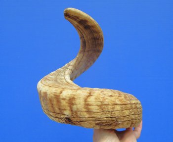 28-3/4 inches African Merino Ram, Sheep Horn for Sale - $34.99