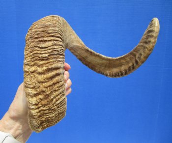 29-1/2 inches African Merino Ram, Sheep Horn for Sale - $35.99