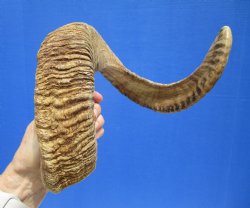 29-1/2 inches Afric...