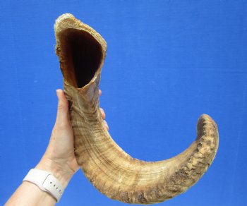 29-1/2 inches African Merino Ram, Sheep Horn for Sale - $35.99