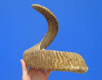 29-1/2 inches African Merino Ram, Sheep Horn for Sale - $35.99
