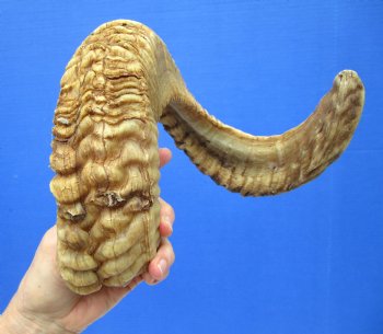 28-1/2 inches Large African Ram Horn, Sheep Horn - Buy this one for $34.99