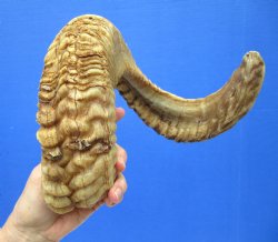 28-1/2 inches Large...