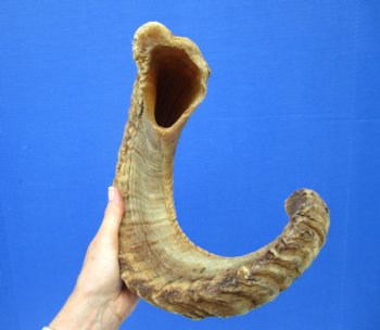 28-1/2 inches Large African Ram Horn, Sheep Horn - Buy this one for $34.99