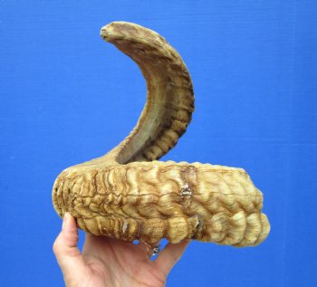 28-1/2 inches Large African Ram Horn, Sheep Horn - Buy this one for $34.99