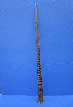 36-3/4 inches Authentic Large Gemsbok Horn for Sale, Oryx Horn for $33.99