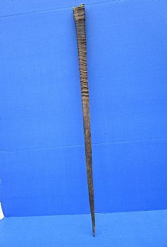 36-3/4 inches Authentic Large Gemsbok Horn for Sale, Oryx Horn for $33.99