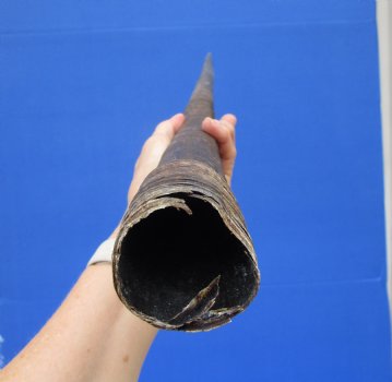 36-3/4 inches Authentic Large Gemsbok Horn for Sale, Oryx Horn for $33.99
