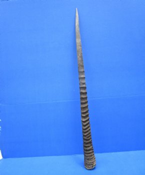 33-3/4 Iches Authentic Large Gemsbok Horn for Sale, Oryx Horn for $33.99