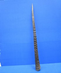 33-3/4 Iches Authentic Large Gemsbok Horn for Sale, Oryx Horn for $33.99