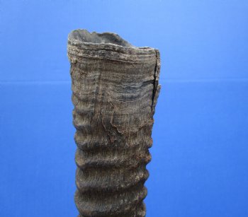 33-3/4 Iches Authentic Large Gemsbok Horn for Sale, Oryx Horn for $33.99