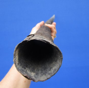 33-3/4 Iches Authentic Large Gemsbok Horn for Sale, Oryx Horn for $33.99