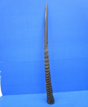 32-7/8 Iches Authentic Large Gemsbok Horn for Sale, Oryx Horn for $33.99