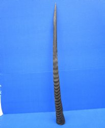 32-7/8 Iches Authentic Large Gemsbok Horn for Sale, Oryx Horn for $33.99