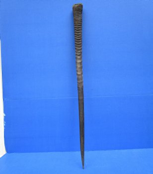 32-7/8 Iches Authentic Large Gemsbok Horn for Sale, Oryx Horn for $33.99