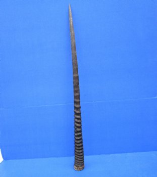 33-3/4 inches Authentic Large Gemsbok Horn for Sale, Oryx Horn for $33.99