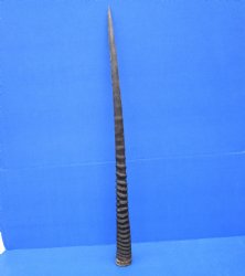 33-3/4 inches Authentic Large Gemsbok Horn for Sale, Oryx Horn for $33.99