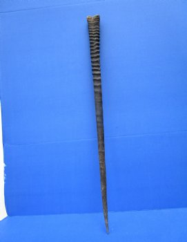 33-3/4 inches Authentic Large Gemsbok Horn for Sale, Oryx Horn for $33.99