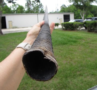 33-3/4 inches Authentic Large Gemsbok Horn for Sale, Oryx Horn for $33.99