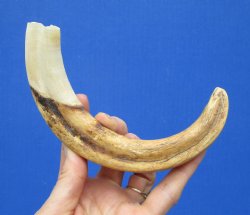 9-1/4 inches Warthog Tusk, 3.7 ounces, <font color=red> 7-3/4 Inches Solid</font> - Buy this one for $44.99