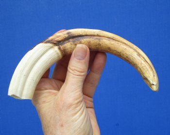 9-1/4 inches Warthog Tusk, 3.7 ounces, <font color=red> 7-3/4 Inches Solid</font> - Buy this one for $44.99