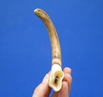 9-1/4 inches Warthog Tusk, 3.7 ounces, <font color=red> 7-3/4 Inches Solid</font> - Buy this one for $44.99