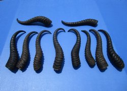 10 Male Springbok Horns for Crafts 10-1/2 to 12 inches for $7.50 each