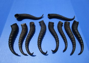 10 Male Springbok Horns for Crafts 10-1/2 to 12 inches for $7.50 each