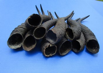 10 Male Springbok Horns for Crafts 10-1/2 to 12 inches for $7.50 each
