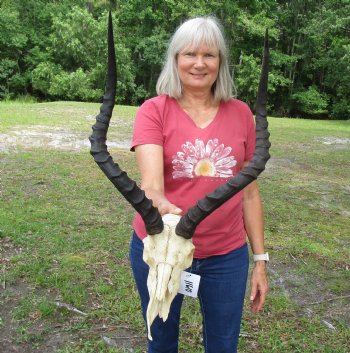 African Impala Antelope Skull for Sale with 21-1/2 and 22 inches horns <FONT COLOR=RED> Discount Grade B Quality </font>- Buy this one for $89.99