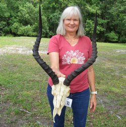 African Impala Antelope Skull for Sale with 21-1/2 and 22 inches horns <FONT COLOR=RED> Discount Grade B Quality </font>- Buy this one for $89.99
