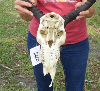 African Impala Antelope Skull for Sale with 21-1/2 and 22 inches horns <FONT COLOR=RED> Discount Grade B Quality </font>- Buy this one for $89.99