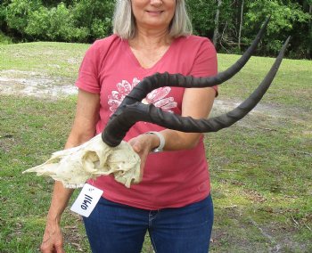 African Impala Antelope Skull for Sale with 21-1/2 and 22 inches horns <FONT COLOR=RED> Discount Grade B Quality </font>- Buy this one for $89.99
