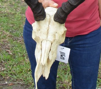 African Impala Antelope Skull for Sale with 21-1/2 and 22 inches horns <FONT COLOR=RED> Discount Grade B Quality </font>- Buy this one for $89.99