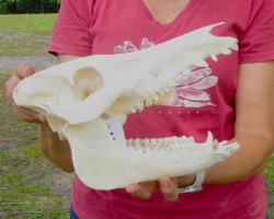11-1/2 inches Authentic Georgia Wild Boar, Hog Skull for Sale for $59.99