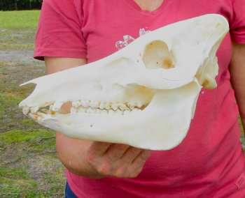 11-1/2 inches Authentic Georgia Wild Boar, Hog Skull for Sale for $59.99