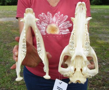 11-1/2 inches Authentic Georgia Wild Boar, Hog Skull for Sale for $59.99