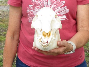 11-1/2 inches Authentic Georgia Wild Boar, Hog Skull for Sale for $59.99