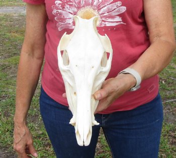 11-1/2 inches Authentic Georgia Wild Boar, Hog Skull for Sale for $59.99