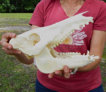 11-1/2 inches Authentic Georgia Wild Boar, Hog Skull for Sale for $59.99