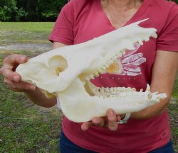 11-1/2 inches Authentic Georgia Wild Boar, Hog Skull for Sale for $59.99