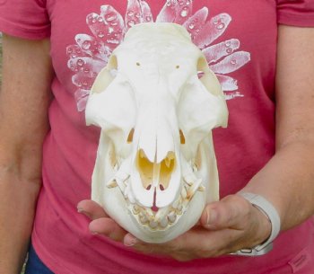 11-1/2 inches Authentic Georgia Wild Boar, Hog Skull for Sale for $59.99